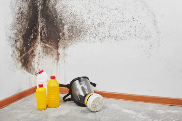 Best Crawl Space Mold Removal  in Salem, IN