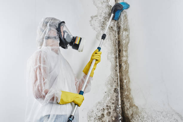 Best Certified Mold Removal  in Salem, IN
