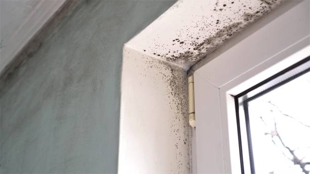 Home Mold Removal in Salem, IN