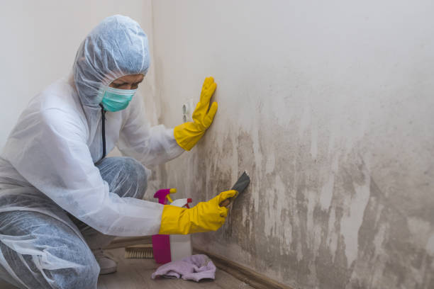 Best Best Mold Removal Companies  in Salem, IN