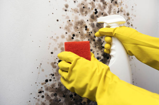 Best Mold Remediation  in Salem, IN