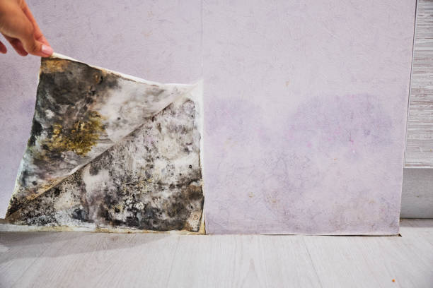 Best Mold Testing  in Salem, IN